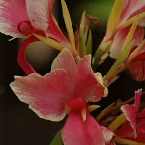 Canna indica (Achira - variedades)