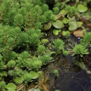 Myriophyllum