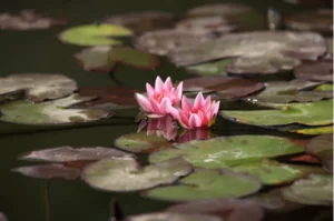 Nymphaea Joanne Prings