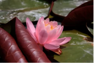 Nymphaea Odorata