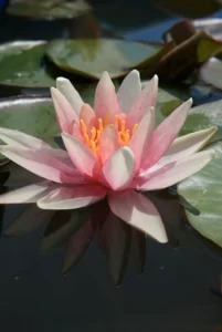 Nymphaea Sioux