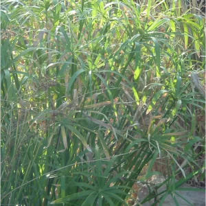 Papiro Común o Cyperus Alternifolius