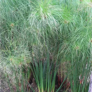 Papiro Egipcio o Cyperus papirus