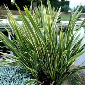 Pita o Phornium variegado