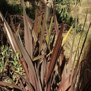 Pita Roja o Phornium Atropurpurea
