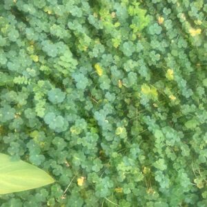 Hydrocotile maritima crespo